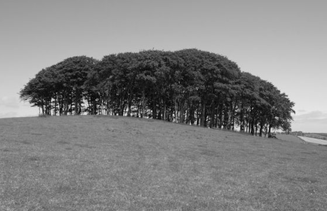 Black and white trees